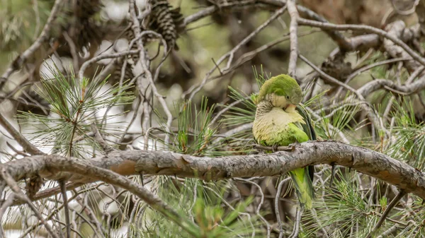 Perroquet vert, Perruche moine, Myiopsitta monachus, Perroquet quaker — Photo