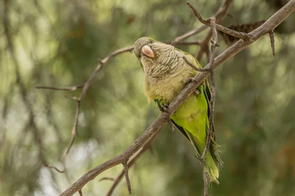 Зеленый попугай, монах-попугай, Myiopsitta monachus, квакер-попугай — стоковое фото