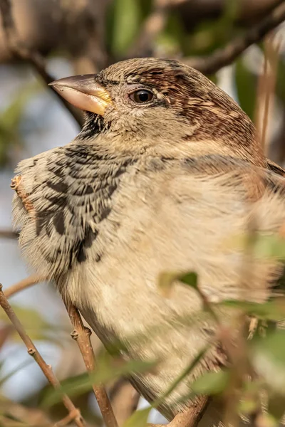 Serçe ya da Passer domesticus. Sparrow ailesi Passeridae — Stok fotoğraf