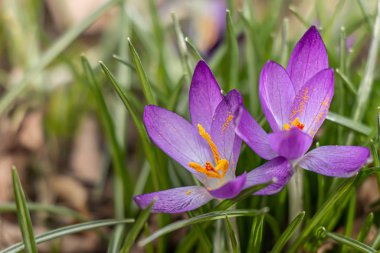 Crocus, çoğul timsah ya da croci. Iris ailesi