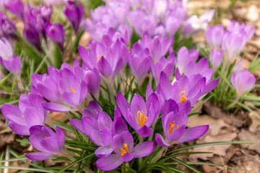 Crocus, çoğul timsah ya da croci. Iris ailesi
