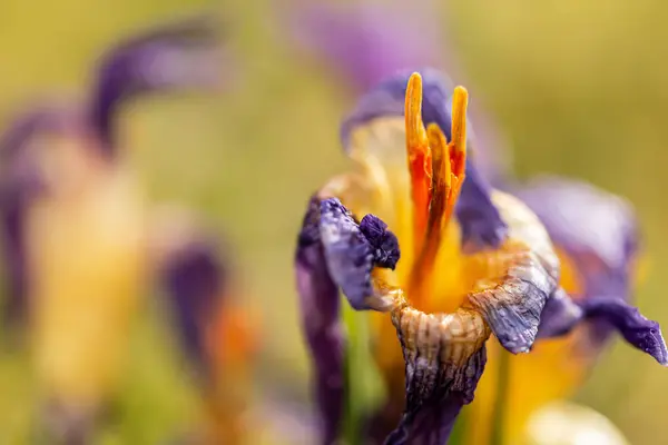 Croco, croco plurale o croco. Famiglia Iris — Foto Stock