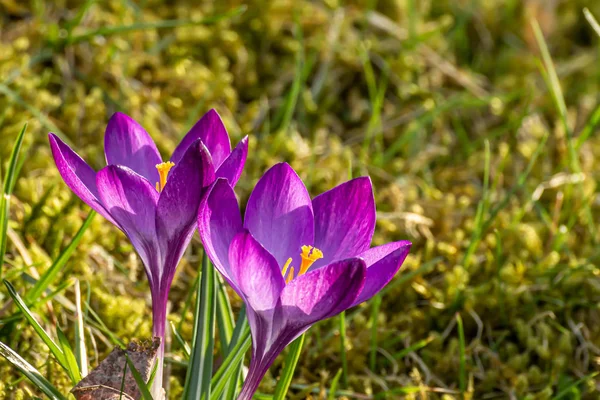 Crocus, çoğul timsah ya da croci. Iris ailesi