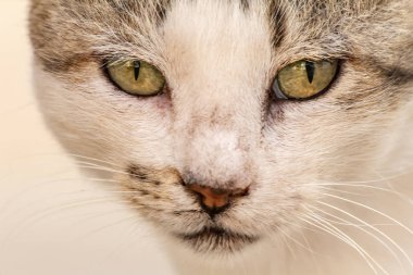 Yakın plan sokak kedisi portresi