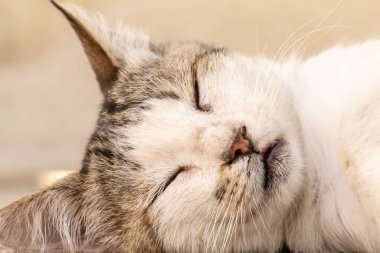 Yakın plan sokak kedisi portresi