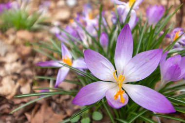 Crocus, çoğul timsah ya da croci. Iris ailesi