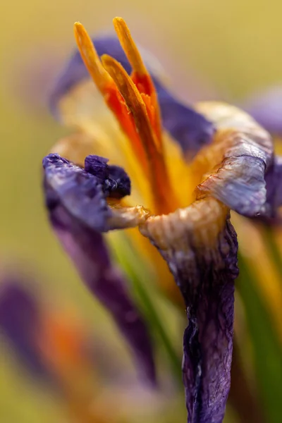 Crocus, plural crocuses or croci. Iris family — Stock Photo, Image