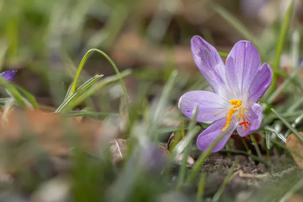 Krokusy, krokusy mnogie lub krokodyle. Rodzina Iris — Zdjęcie stockowe