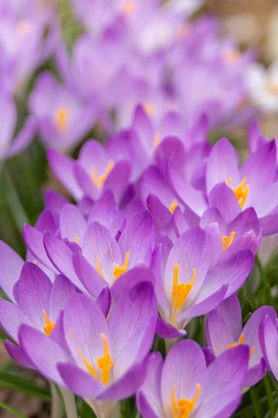 Crocus, plural crocuses or croci. Iris family Stock Image