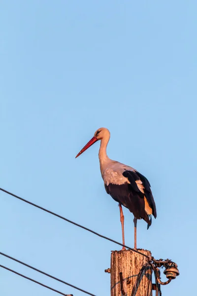 Cigogne blanche, Ciconia ciconia, famille des Ciconiidae. Animalia, Chordata, Aves, Ciconiiformes — Photo