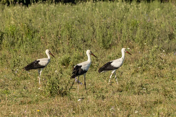 White stork, Ciconia ciconia, family Ciconiidae. Animalia, Chordata, Aves, Ciconiiformes — Stock Photo, Image