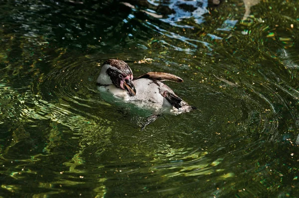 Tučňák, plavání pod vodou v modré vodě. — Stock fotografie