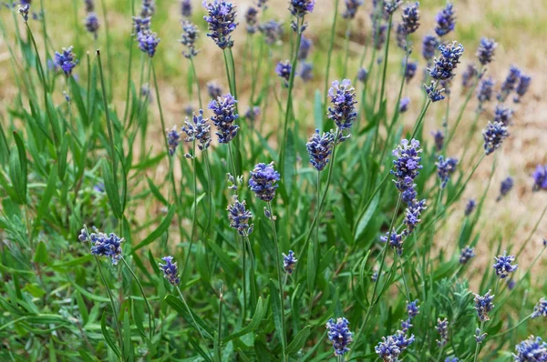 Lavender flowers blooming. Purple field flowers background. Tender lavender flowers. — Stock Photo, Image