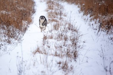 Mutlu bir köpek yavrusu Batı Sibirya Laika karla kaplı bir arazide koşar.