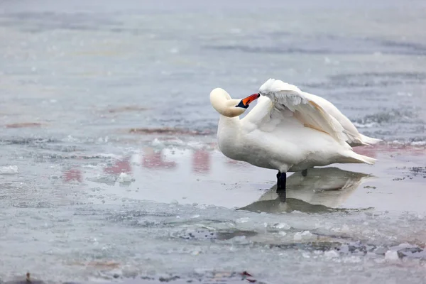 白い白鳥は凍った池の氷の上で羽をきれいにし — ストック写真