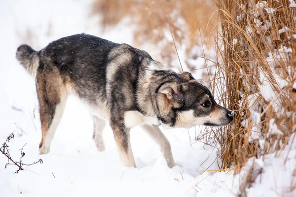 A happy dog of breed West Siberian Laika is looking for a trail by smell on a snow-covered field.