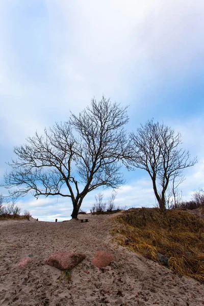 Baumsilhouette Gegen Den Himmel Strand — Stockfoto