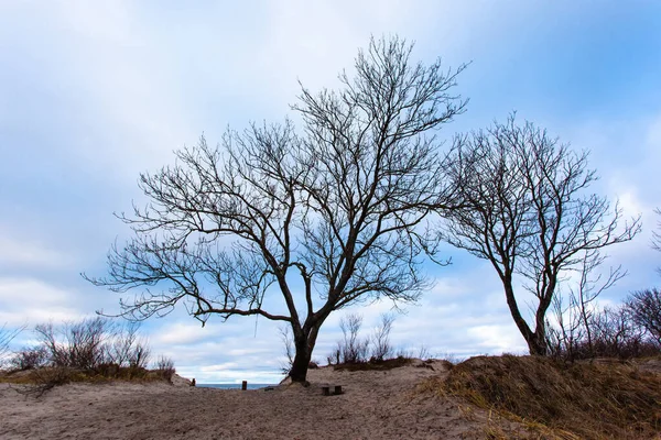 Silhueta Árvore Contra Céu Praia — Fotografia de Stock