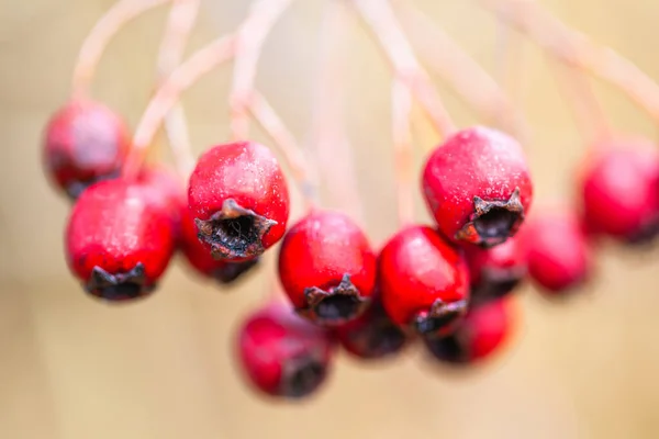 Kleine Rote Beeren Auf Einem Zweig Makro — Stockfoto