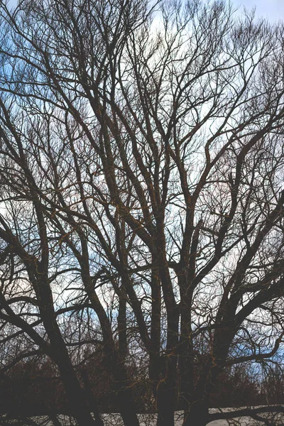 Δέντρο Σιλουέτα Ενάντια Στον Ουρανό Στην Παραλία Ρετρό Τονισμένο — Φωτογραφία Αρχείου