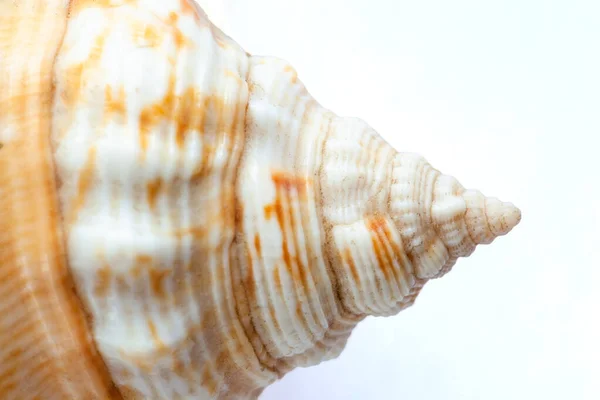 Shell Tip Form Spiral Macro Isolate — Stock Photo, Image