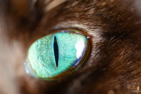 Modré Kočičí Oko Úzkým Zorničkou Makro — Stock fotografie