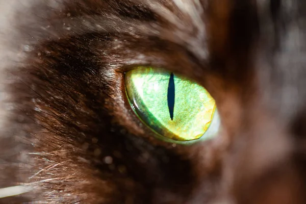 Olho Gato Verde Com Pupila Estreita Macro — Fotografia de Stock