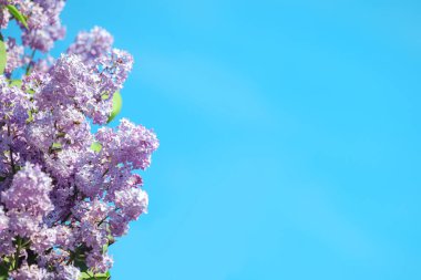 Mor leylak çiçekleri açan parlak mavi gökyüzüne karşı baharın başlangıcıyla