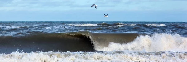 カモメは大きな波とパノラマで海を飛びます — ストック写真