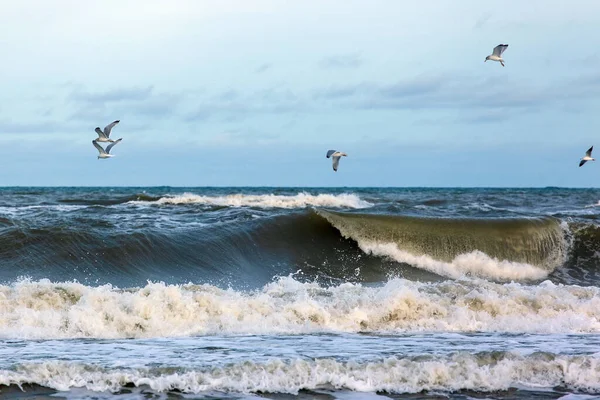 Racci Létají Nad Mořem Velkými Vlnami — Stock fotografie