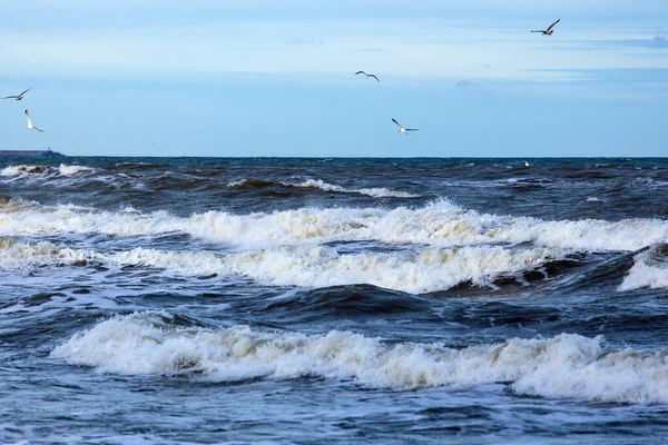 カモメは大きな波で海を渡り — ストック写真