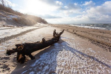 Sahilde denize yakın bir ağaç gövdesi.