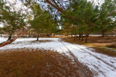 Ağaçlar ve eriyen karlar arasında güneş ışınları olan büyülü bir bahar ormanı.