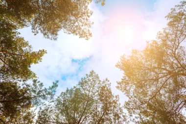 Çam ağaçlarının tacı masmavi gökyüzüne karşı parlak bir güneşle