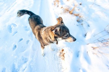 Güzel gri köpek güneşli bir günde karda duruyor.