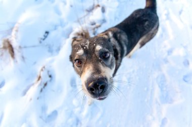 Kendini adamış nazik gri bir köpek güneşli bir günde kar üzerinde dururken kameraya bakar.