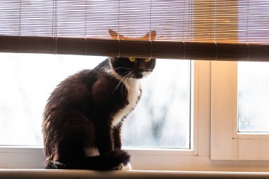 Kara kedi pencere eşiğinde oturuyor.