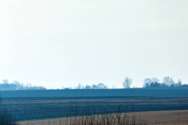Ağaçların silueti ile mavi renkli gizemli arazi manzarası