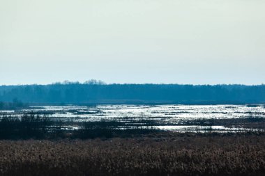Ormanın siluetiyle mavi renkli bataklık tarlalarının mistik manzarası.