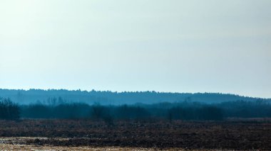 Mavili bir tarlanın mistik gizemli manzarası ve sisli bir ormanın silueti.