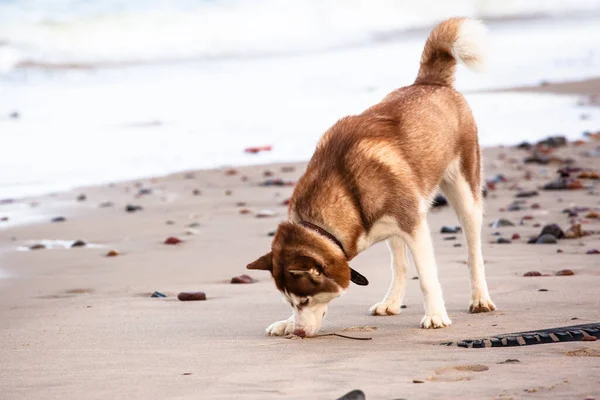 Beautiful Husky Red Hair Walks Beach — Stock Photo, Image