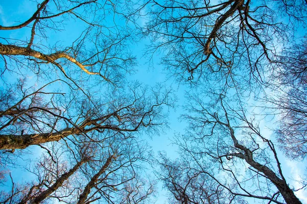 Ветви Деревьев Листьев Голубом Небе — стоковое фото