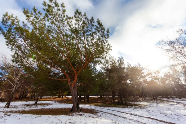 Пышное Дерево Весеннем Лесу Тающим Снегом — стоковое фото
