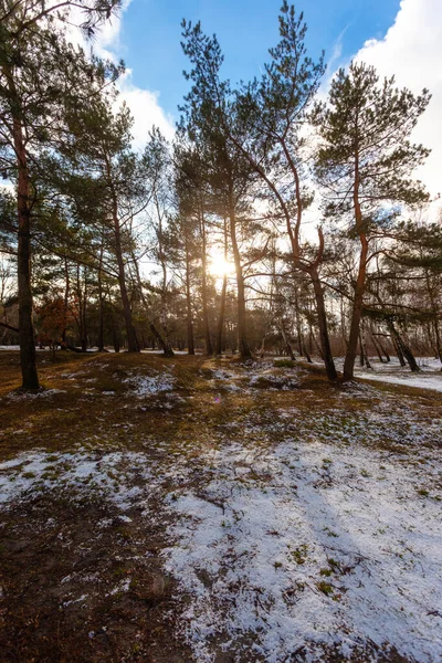 Красивый Волшебный Весенний Лес Солнечными Лучами Между Деревьями Тающим Снегом — стоковое фото