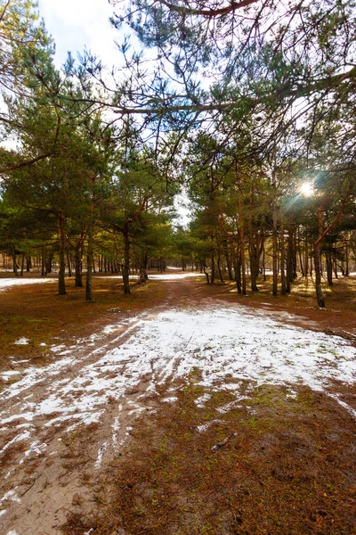 Krásný Kouzelný Jarní Les Slunečními Paprsky Mezi Stromy Tající Sníh — Stock fotografie