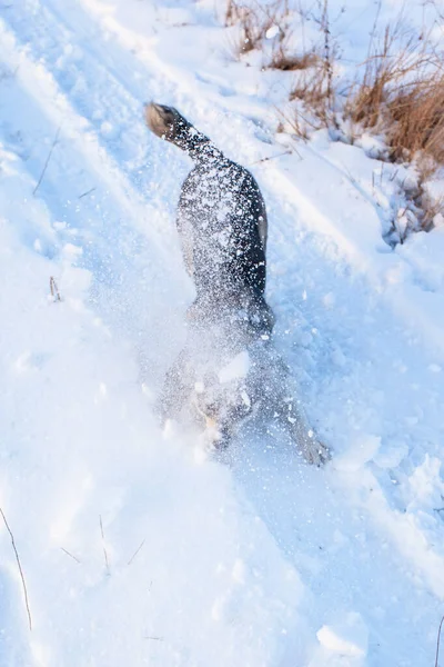 Веселый Серый Пес Веселится Снегу Солнечный День — стоковое фото