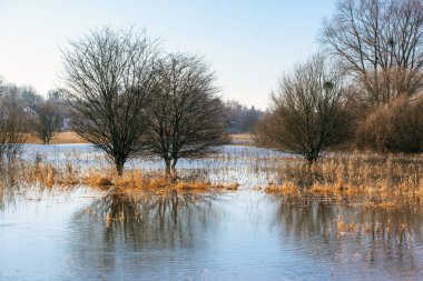 İlkbaharda sular altında kalan sudaki ağaçlar