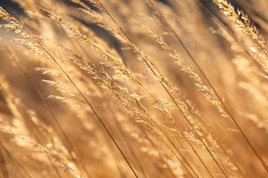 Güneşte sivri uçlu uzun altın çimenler