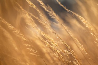 Güneşte sivri uçlu uzun altın çimenler