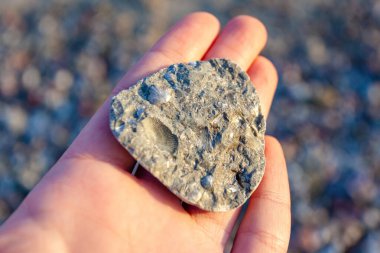 Palmiyesinde taşlaşmış kabuk izleri olan bir taş.